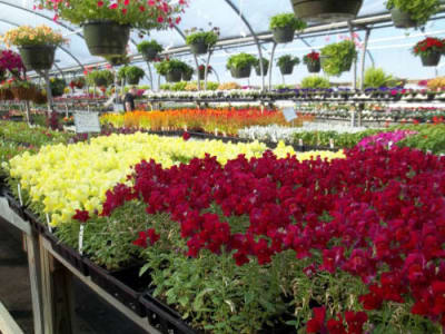 Ridgetop Greenhouses logo